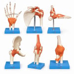 Elbow Foot Hand Joint